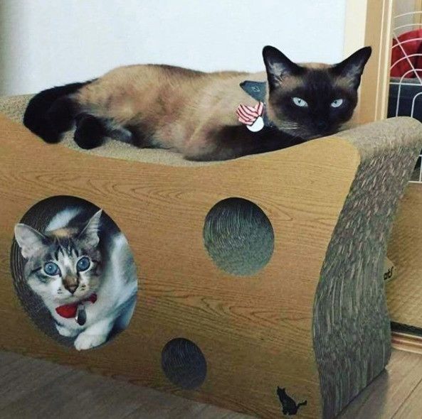 保護猫カフェにて