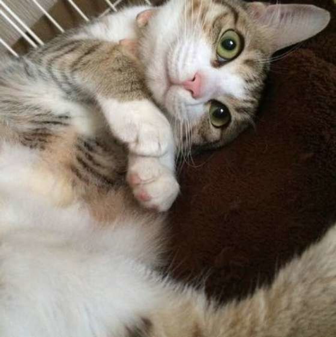 猫がかわいいのにはワケがある その理由 ベビースキーマ とは ねこのきもちweb Magazine 猫がかわいいのにはワケがある その理由 ベビースキーマ とは ねこのきもちweb Magazine