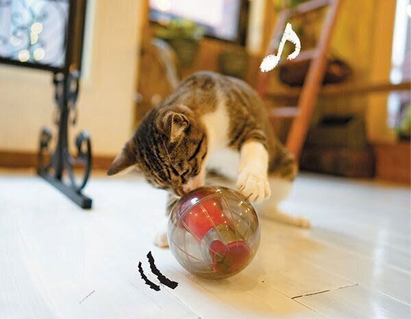 おもちゃで遊ぶ猫