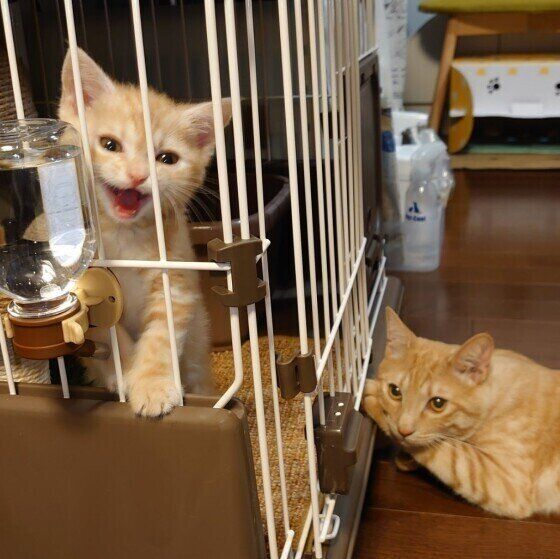 茶トラMIXの鈴くん