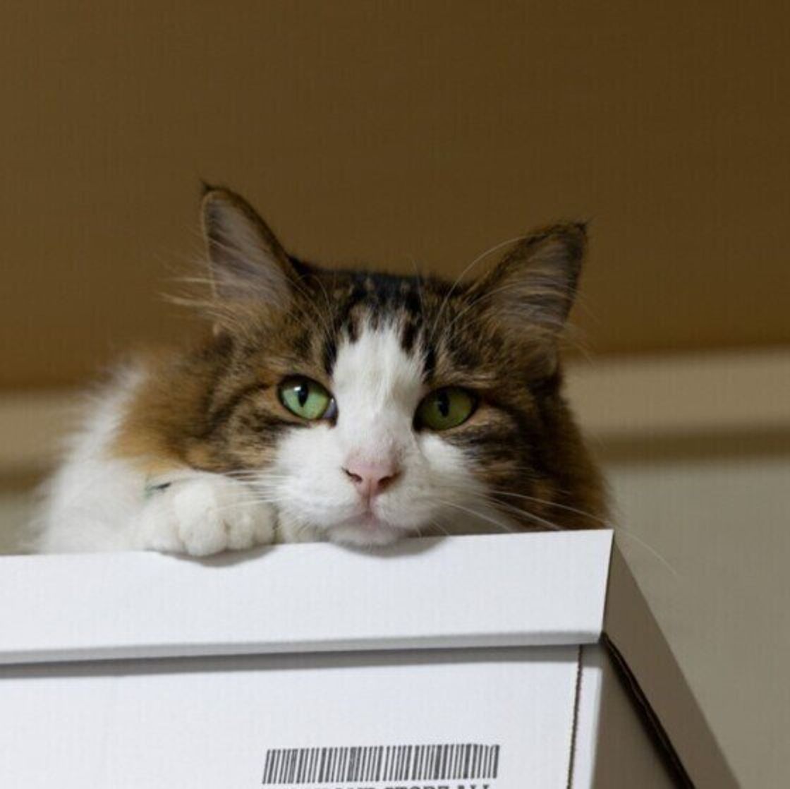 猫に 電気コード をかじられた体験のある飼い主は2割 かじる原因と対策は ねこのきもちweb Magazine 猫に 電気コード をかじられた体験のある飼い主は2割 かじる原因と対策は ねこのきもちweb Magazine