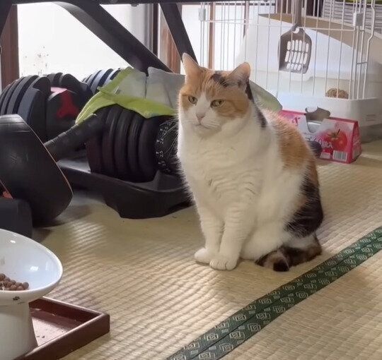 食べちゃう(三毛猫) 三毛猫】割と美味しそうにドライフードを食べるミケ（2025年2月