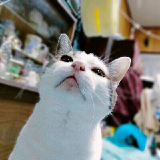 キジトラのメロンくん