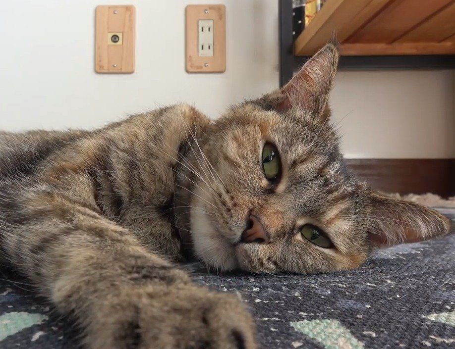 うっとりする猫