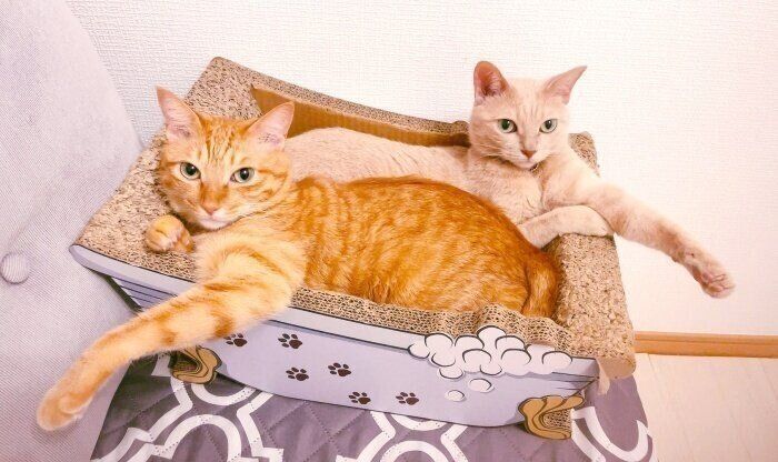 バスタブ型の爪研ぎで仲良くくつろぐチロルちゃん（手前）とチェルシーちゃん
