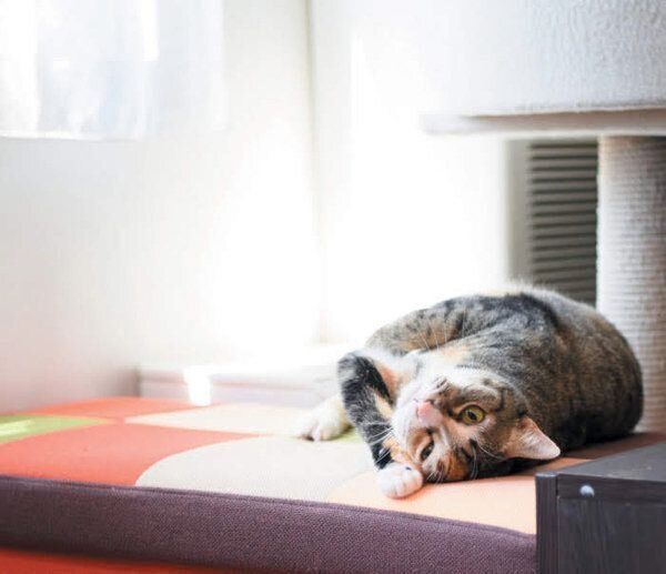 あなたと暮らす愛猫の世界には22の好きがあふれている