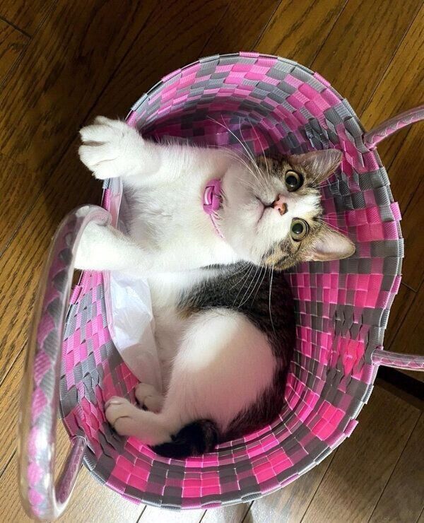 カゴの中に入るおとーふちゃん