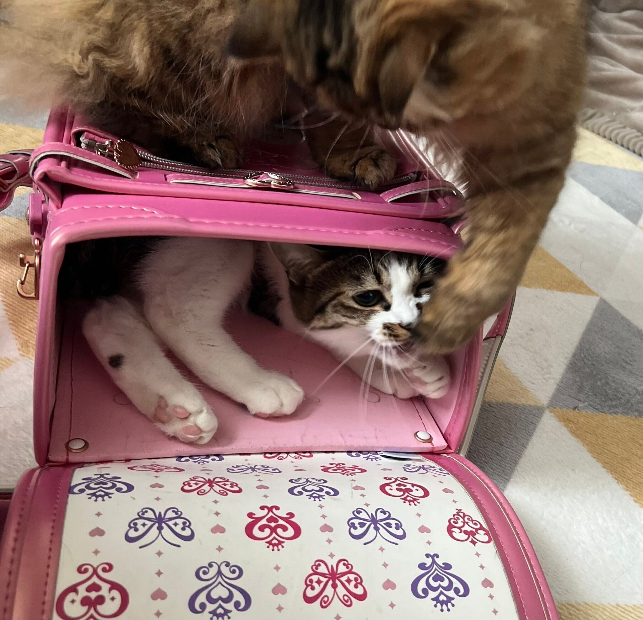 ランドセルの中から外の猫を威嚇する猫