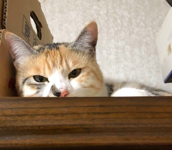 高いところでくつろぐ三毛猫