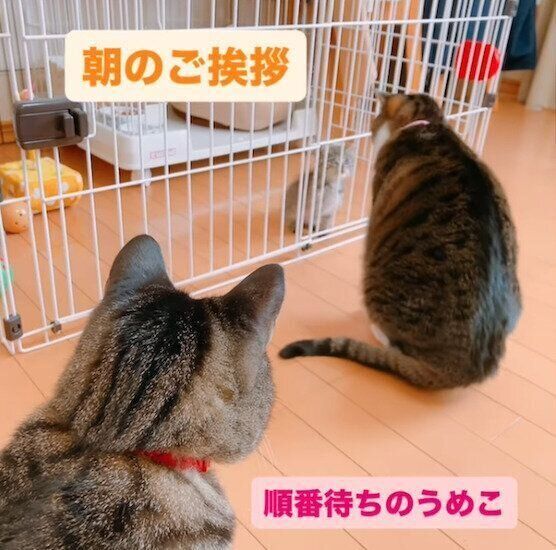 あんずちゃんと先住猫たち