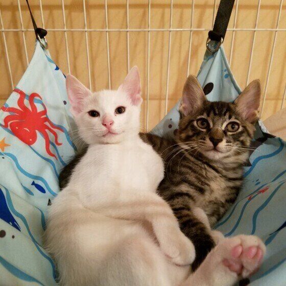 ハンモックでくつろぐ猫