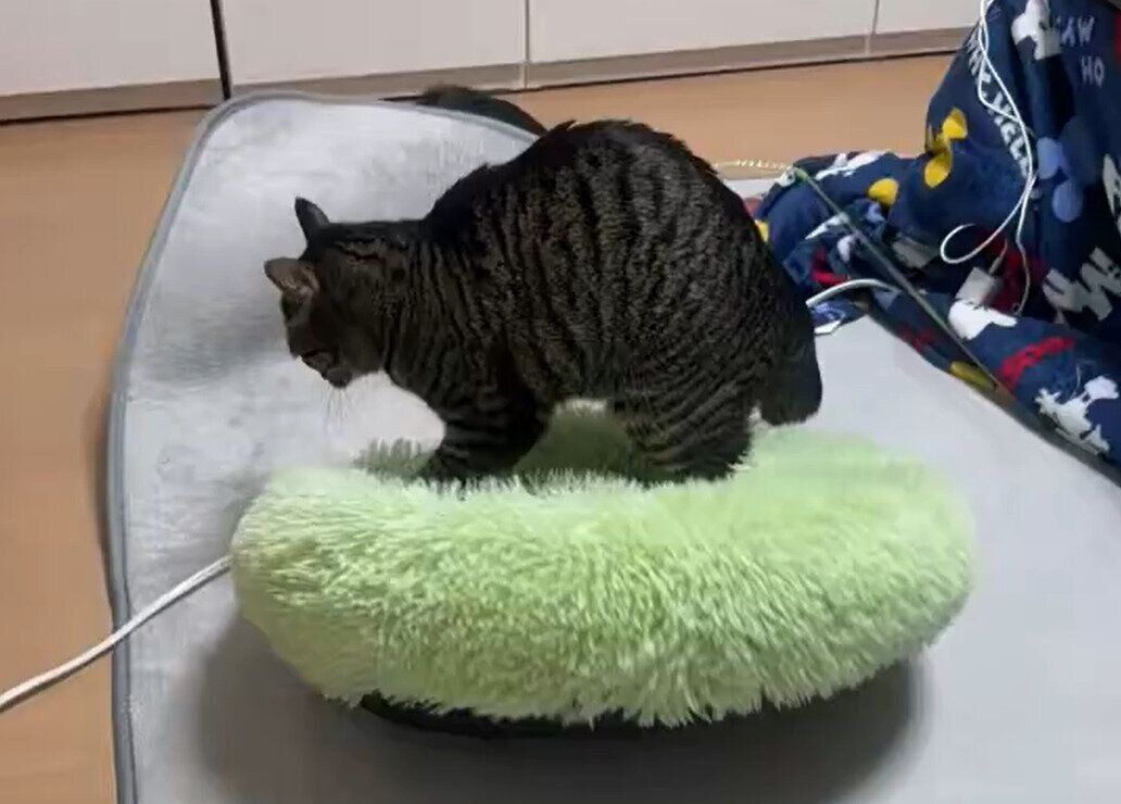 ふみふみしている猫