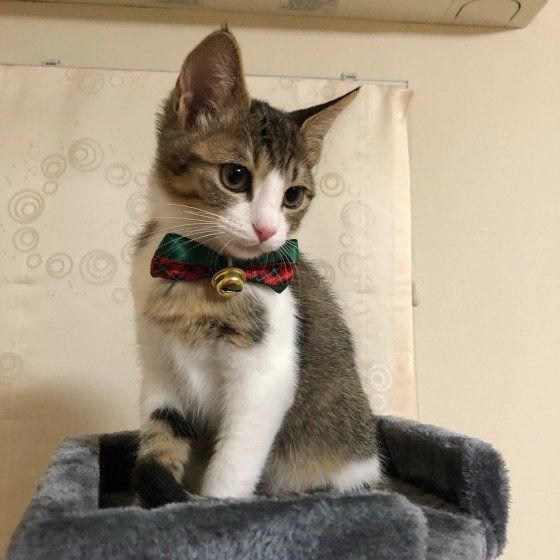 キャットタワーに初めて登れたMIXキジトラのらんちゃん