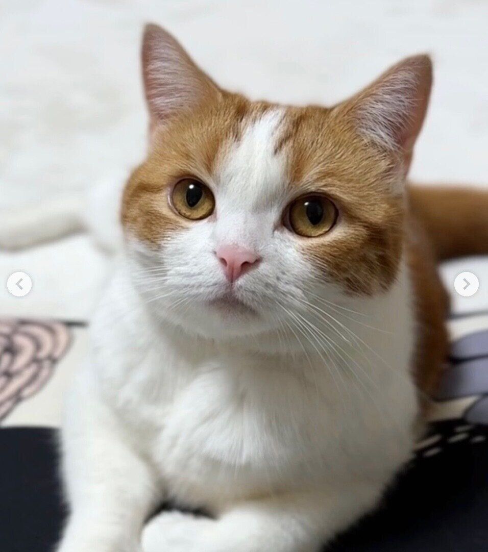 見つめるはなちゃん