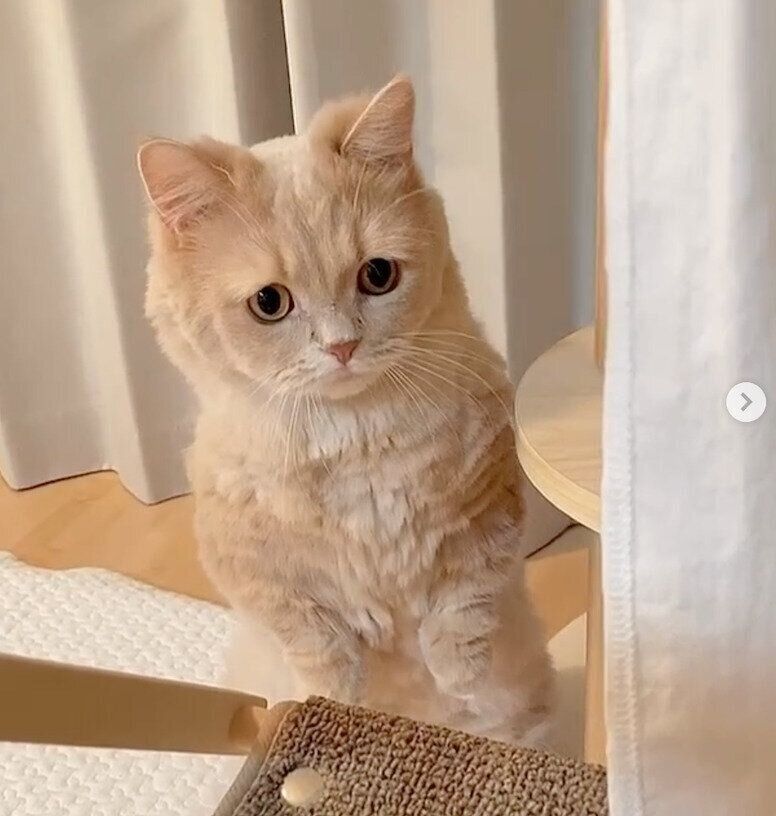 困り顔が愛らしいにこちゃん