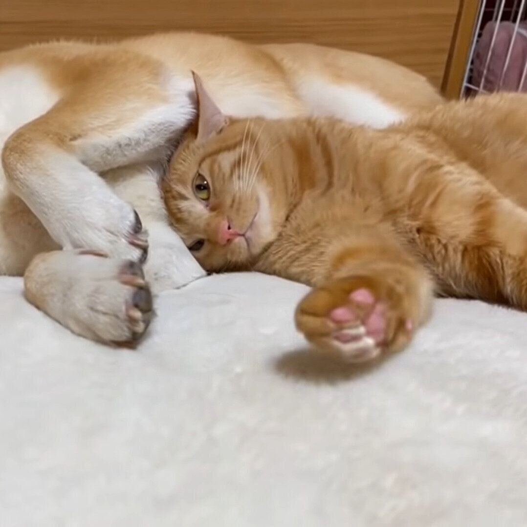 思いっきり甘えるリクちゃん