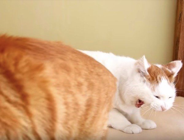 うたたねニャンズ