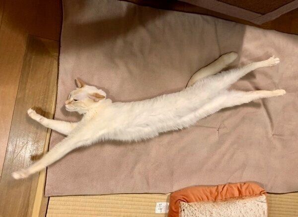 伸びる白玉ちゃん