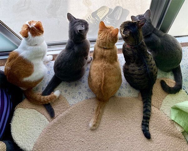 外を眺める猫たち