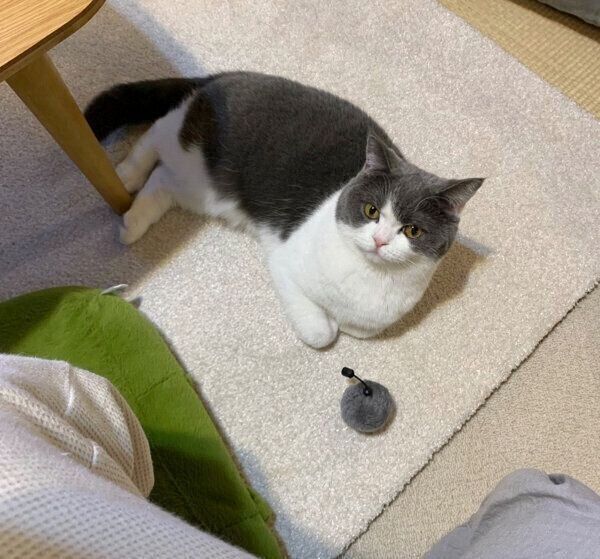 飼い主さんを見つめるおもちちゃん