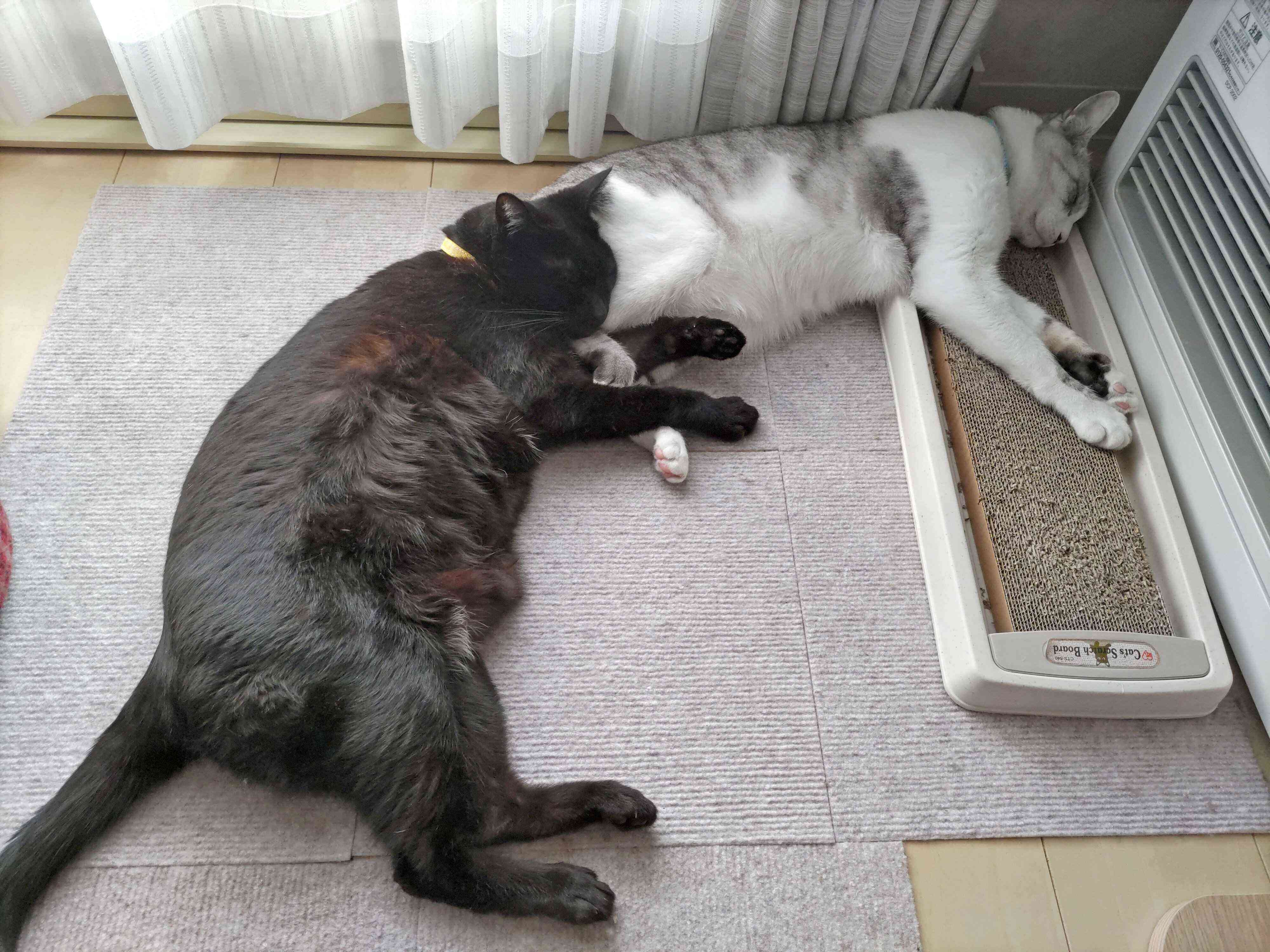 くっつく2匹