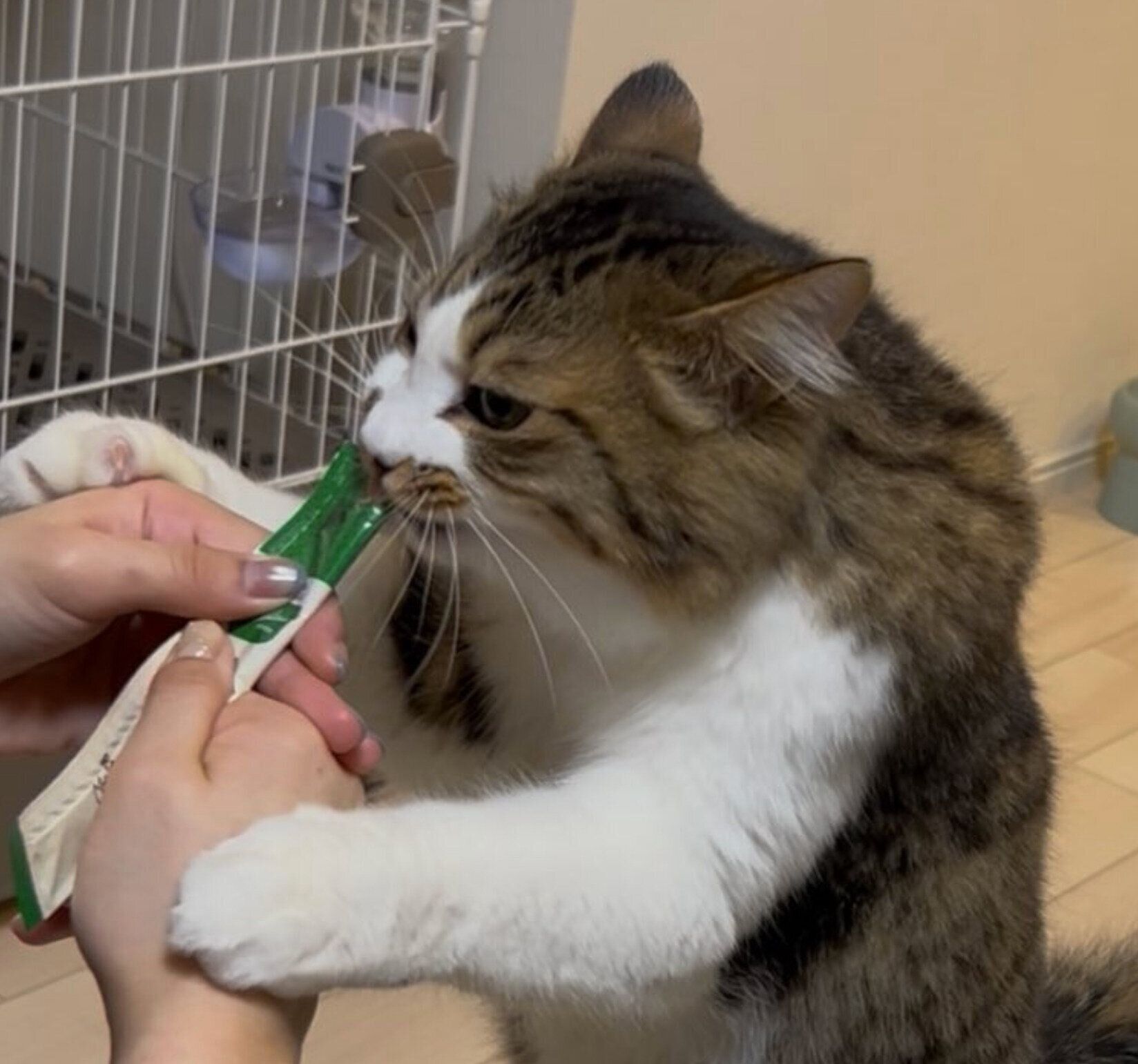 オヤツを食べるほたてくん