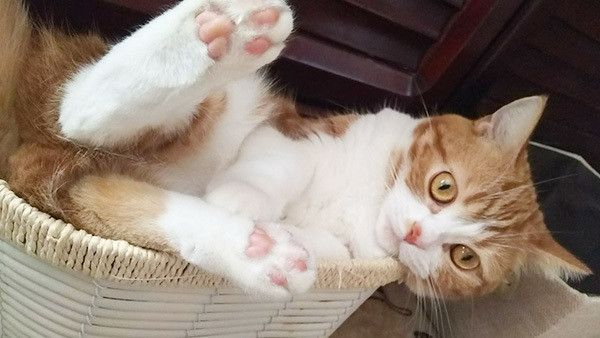 見つめるマンチカン