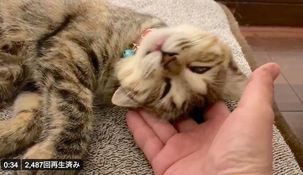 爆睡するしじみちゃん