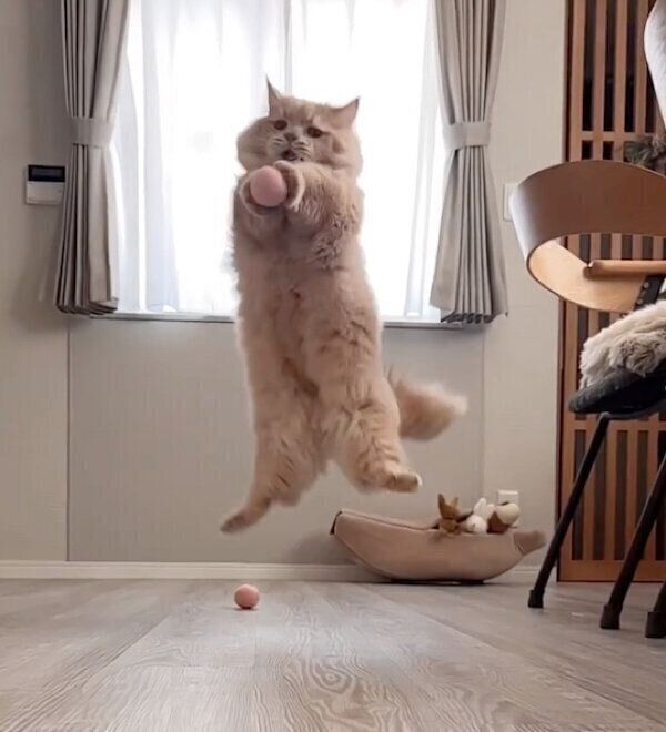 ジャンプするぽこくん