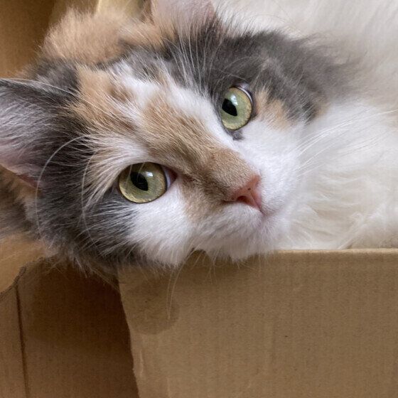 Mix（ミケ）のメロウちゃん♪