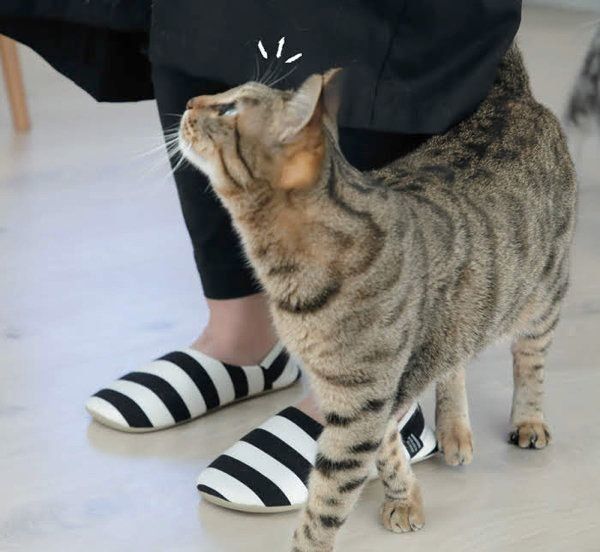 猫からのYESサインとは