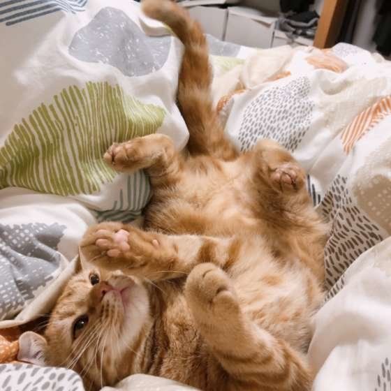 寝転がるアメリカンショートヘア