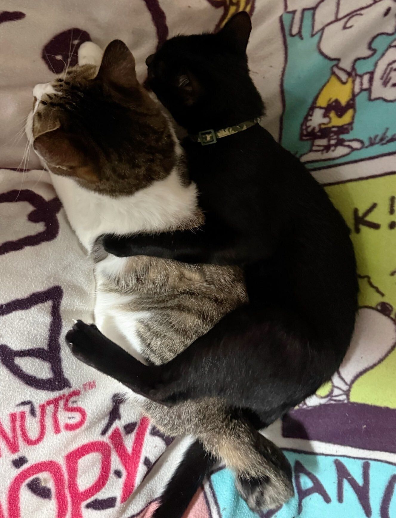 くっついている2匹の猫