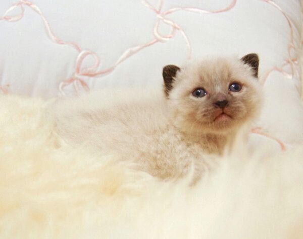 子猫時代のアルくん