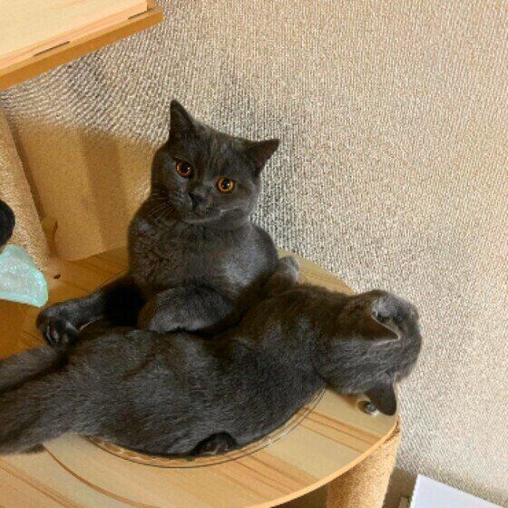 仲良しブリティッシュSのムーンちゃんたち