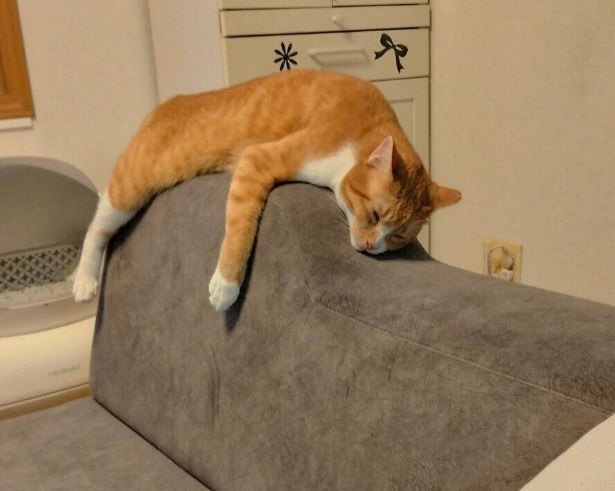 ソファの背もたれで熟睡するぷりんちゃん。