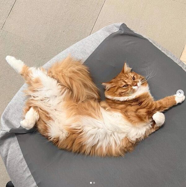 まったりする煉獄くん