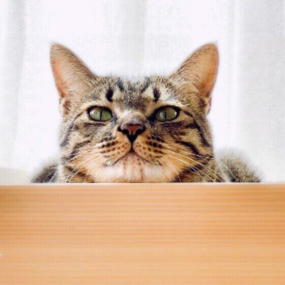 Mix（キジトラ）のむぎくん♪