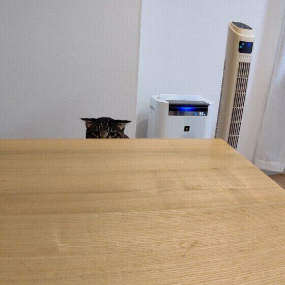 イカ耳をするMIXの男の子