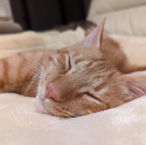 Mix（茶トラ）の獅丸くん♪