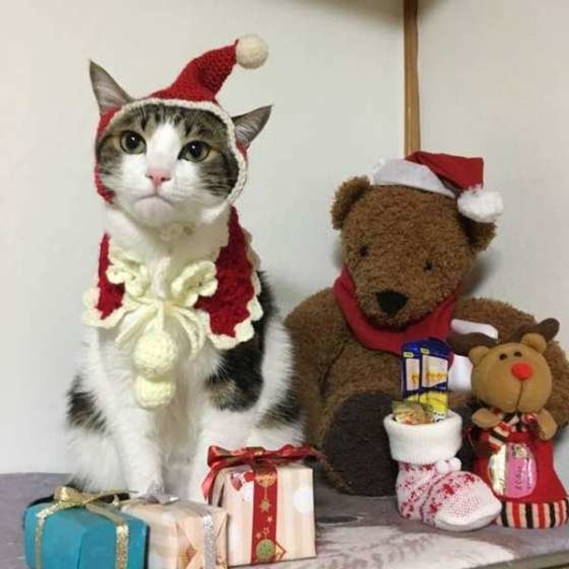 愛猫にあげるクリスマスプレゼント ランキング第1位はやっぱり ねこのきもちweb Magazine 愛猫にあげるクリスマスプレゼント ランキング第1位はやっぱり ねこのきもちweb Magazine