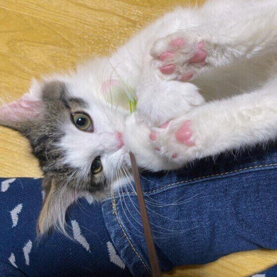 おもちゃで遊ぶノルウェージアンフォレストキャット