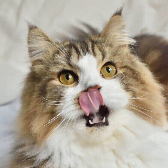 ごはんを食べたスコティッシュフォールド・ロングヘア