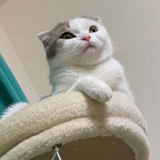 監視するスコティッシュフォールド