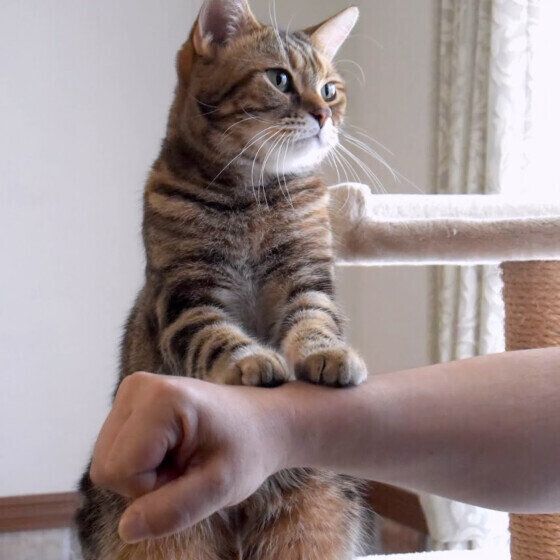 アメリカンショートヘアの舞ちゃん