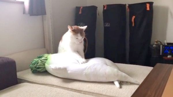 セクシー大根抱き枕にフミフミするタルトくん