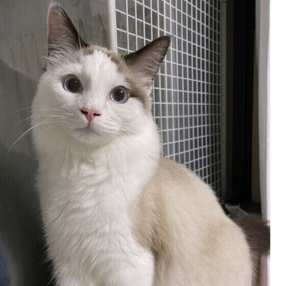 ラグドールのレオくん♪