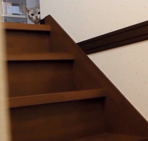 母ちゃんの様子見する猫