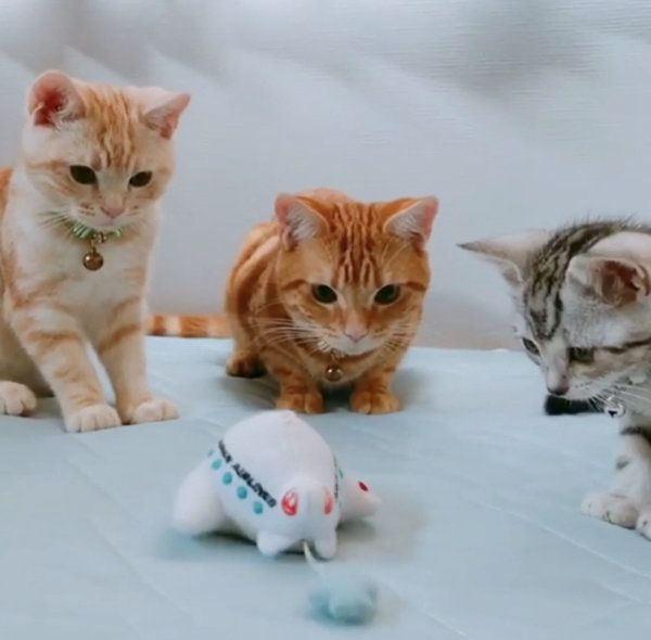 オモチャを見つめるアメリカンショートヘア