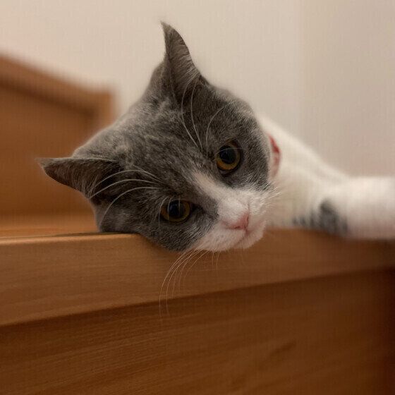 床に寝転がるブリティッシュショートヘア